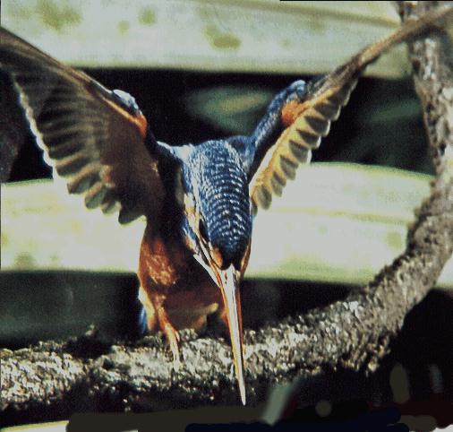 Common Kingfisher-Looks down on branch-Open wings.jpg