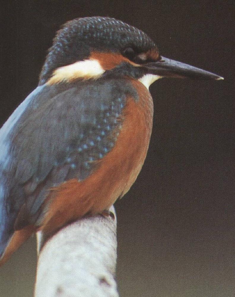 Common Kingfisher-On Log-Closeup.jpg