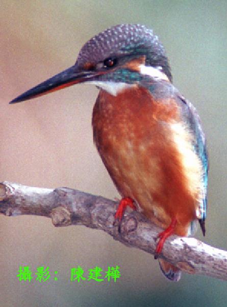 LeoPhoto-bi-a24-Common Kingfisher On Branch.jpg