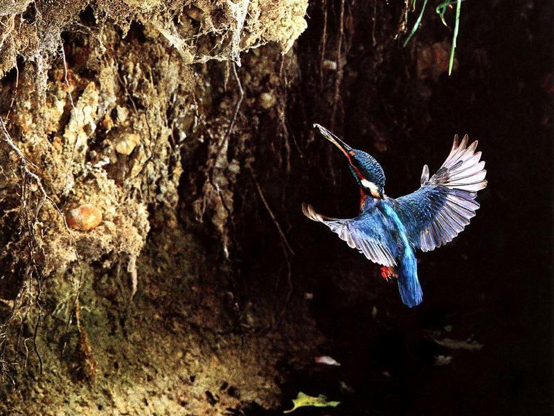 Common Kingfisher 01-In Flight to cliff.jpg