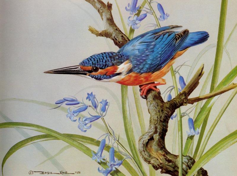 Basil Ede British Birds-Kingfisher NC.jpg