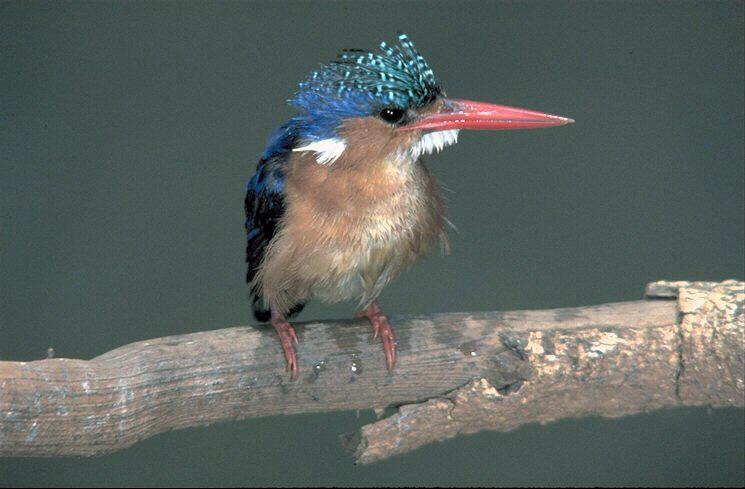 Kingfisher 268038-Malachite Kingfisher-perching on branch.jpg
