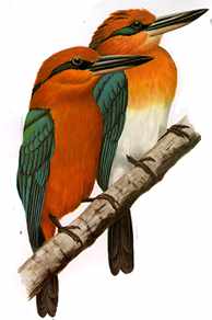 Micronesian Kingfishers-On Branch-Art.jpg