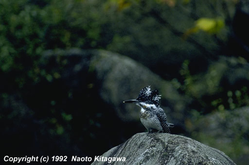 yamasemi-Greater Pied Kingfisher-On Rock.jpg
