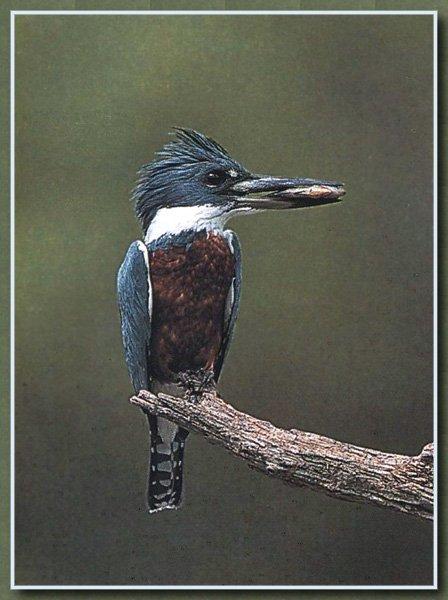 Ringed Kingfisher 01-On Branch.jpg