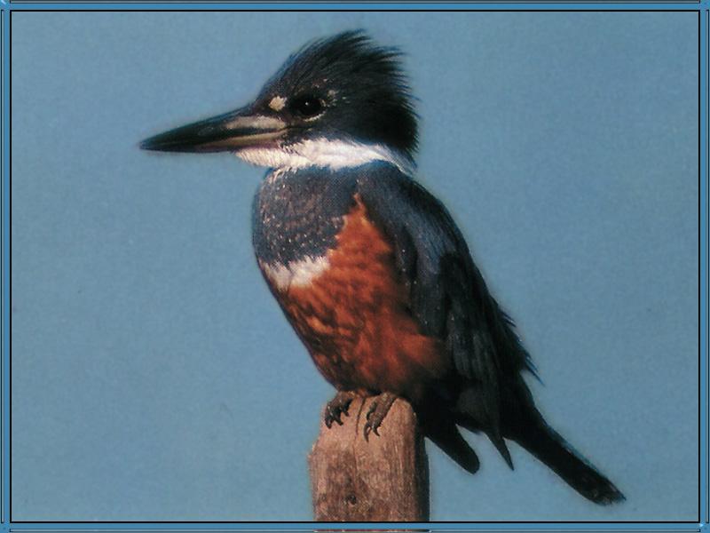 Ringed Kingfisher Female 01-On Log.jpg
