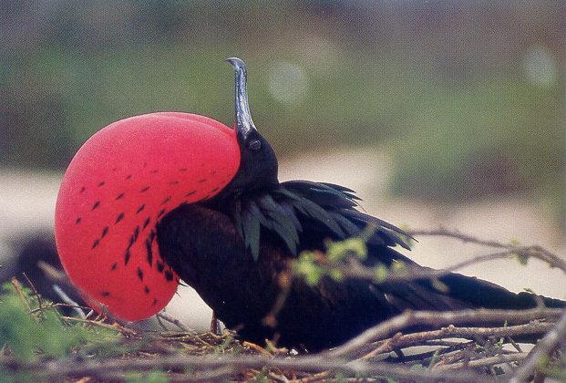 lj Frigate Bird Mating Call.jpg