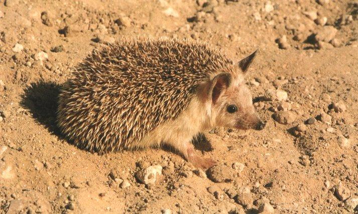 1hedgie-Hedgehog On the ground.jpg