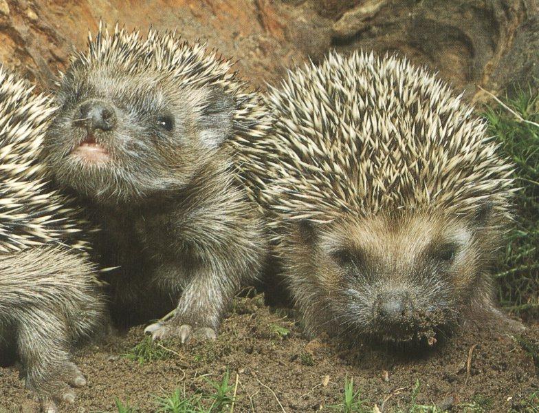 young Hedgehogs.jpg