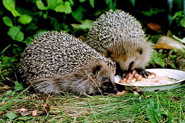 hedgeh-European Hedgehogs-pair dinner.jpg