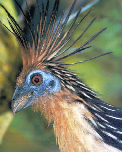 Awhat Bird12-Hoatzin-Face Closeup.jpg
