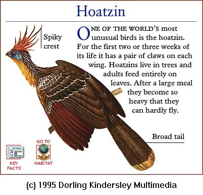 DKMMNature-Amazon Bird-Hoatzin.gif
