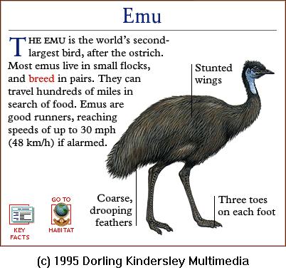 DKMMNature-Bird-Emu.gif