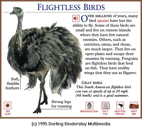 DKMMNature-Bird-Gray Rhea.gif