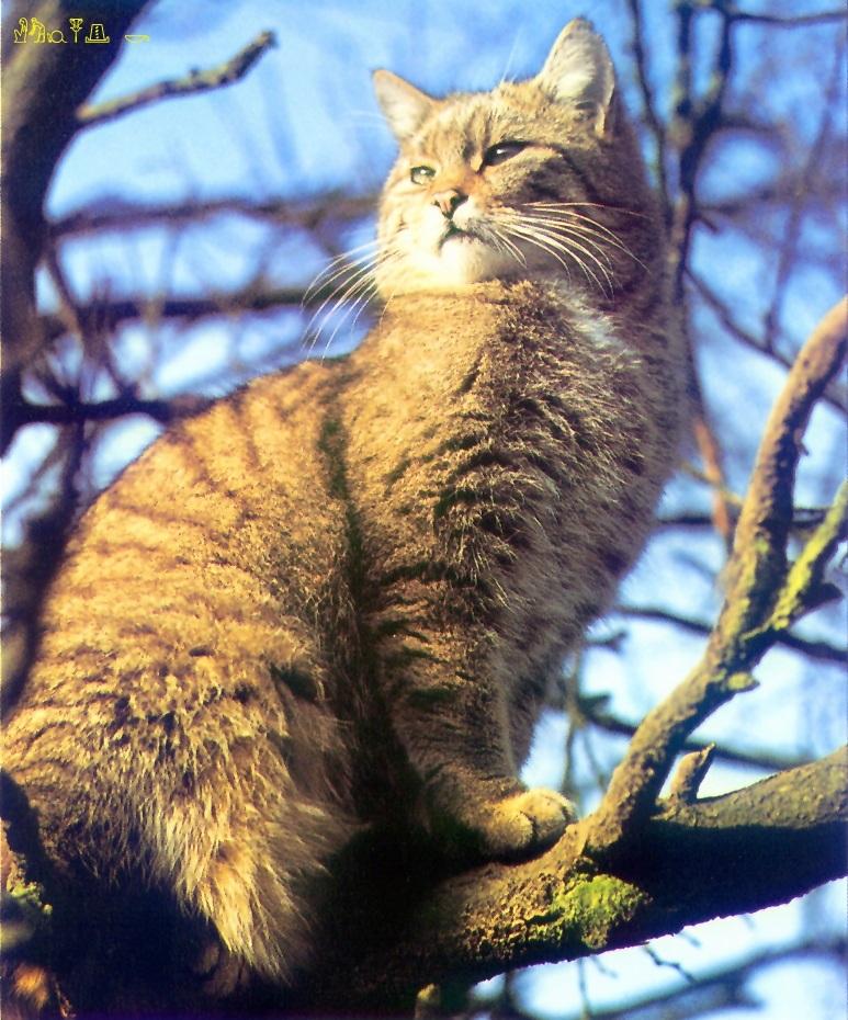 CQ - European Wildcat-closeup on tree.jpg