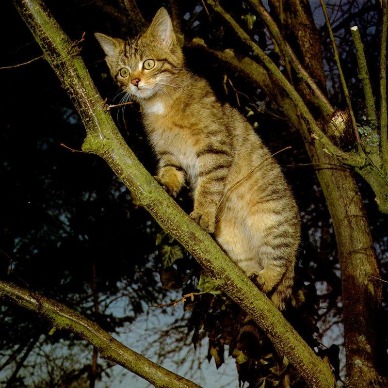 European wild cat kitten-on tree.jpg