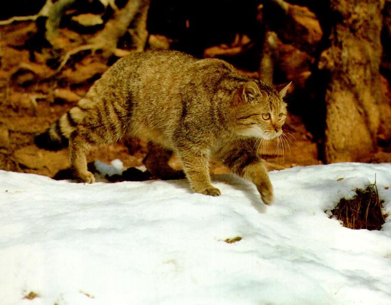 European wild cat-stalks on snow.jpg
