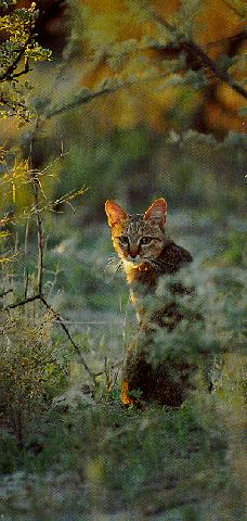 European wildcatcub7-in bush.jpg