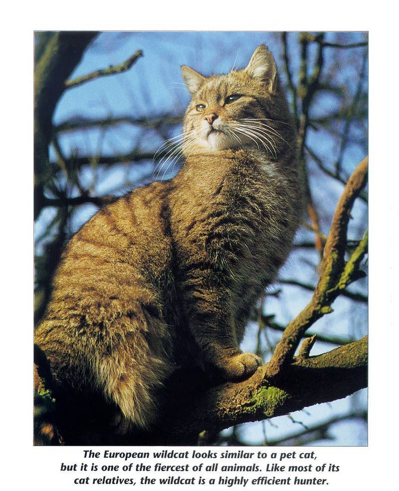 mammal07-European Wildcat-on tree.jpg