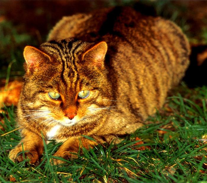 p-wc87-Scottish Wildcat-closeup on grass.jpg