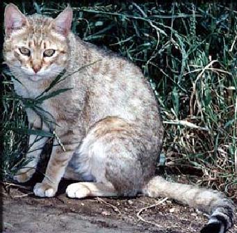 Egyptian Wildcat-Kaffir Cat-In Grass Bush.jpg