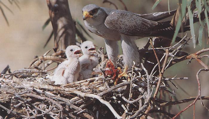 Gray Grey Falcon-from Australia-mom and chicks on nest.jpg