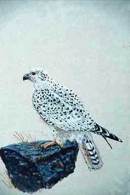 Bird Painting-Gyrfalcon-sitting on rock.jpg