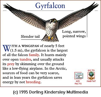 DKMMNature-Bird Of Prey-Gyrfalcon.gif