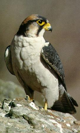 Pardosa birds Lanner falcon 039-perching on rock.jpg