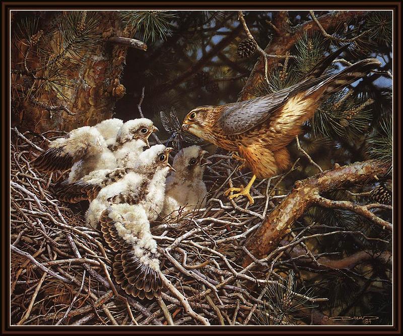 ksw-carl brenders-87-merlins at the nest.jpg