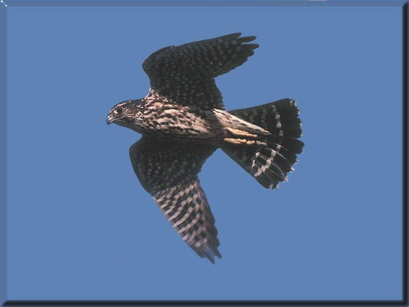 Merlin 01-Bird Of Prey-In Flight.jpg