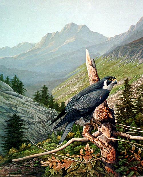 Autumn-Peregrine Falcon.jpg