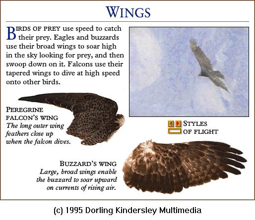 DKMMNature-Bird-Peregrine Falcon-Buzzard-Wings.gif