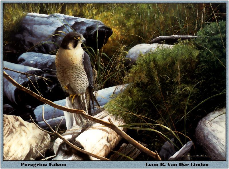 p-bwa-16-Peregrine Falcon-Painting by Leon R Van Der Linden.jpg