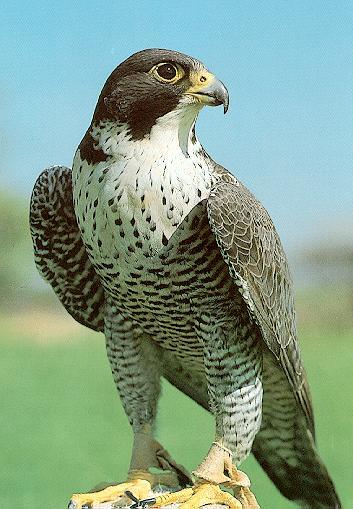 Peregrine Falcon1-looks back-portrait.jpg