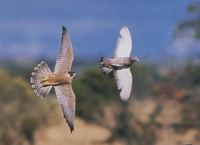 Peregrine falcon hunting pigeon.jpg