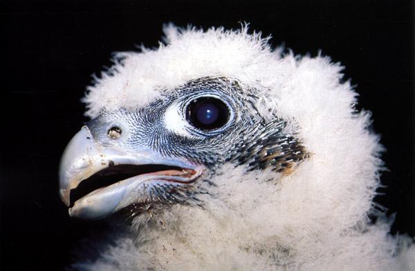 Peregrine falcon2-from Australia-chick face closeup.jpg