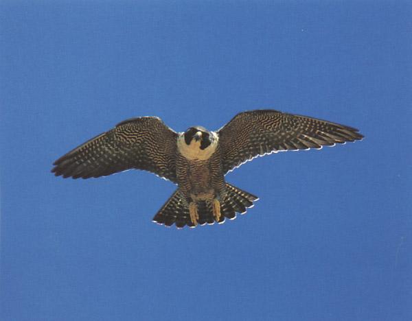 Peregrine falcon3-from Australia-in flight.jpg