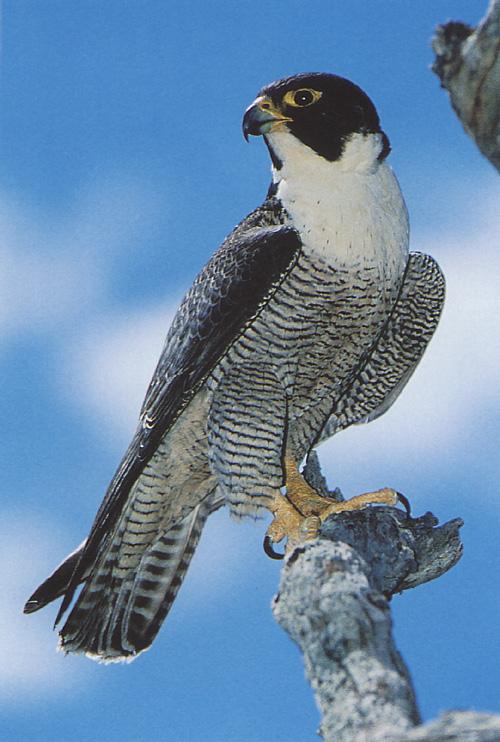 Peregrine falcon5-from Australia-perching on branch.jpg