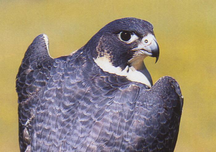 Peregrine falcon6-from Australia-closeup of back.jpg