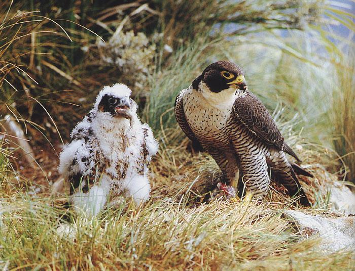 Peregrine falcon7-from Australia-mom feeding chick.jpg