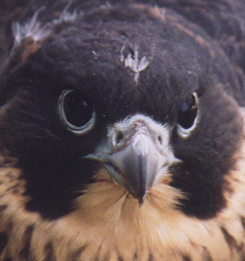 Peregrine falcon8b-from Australia-juvenile face closeup.jpg