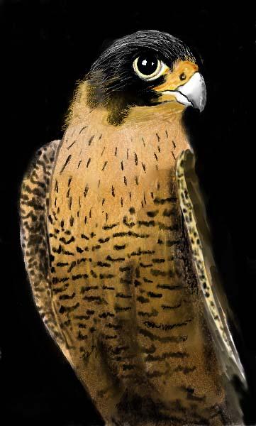 Peregrine Falcon-closeup of portrait.jpg