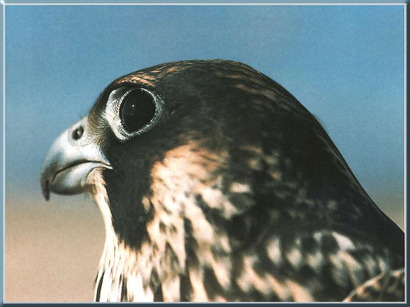 Peregrine Falcon 06-Face Closeup.JPG