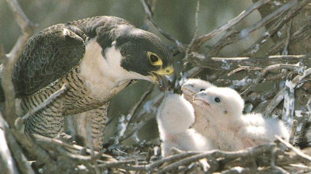 Peregrine Falcon And chicks 1.jpg