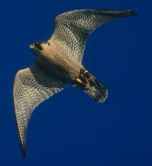 Peregrine Falcon-Flying-FALK.jpg