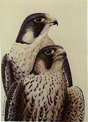Swedish Bird Painting-2ornar-Peregrine Falcon-Pair.jpg
