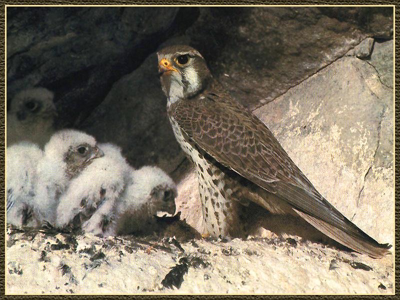 Prairie Falcon 02-Mom Nursing Chicks.jpg