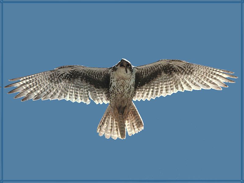 Prairie Falcon 04-in Full Flight.jpg