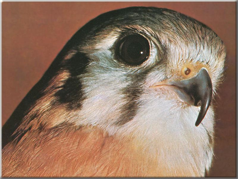 American Kestrel 15-Face Closeup.JPG